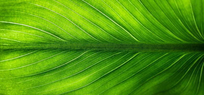 Eco-friendly trends